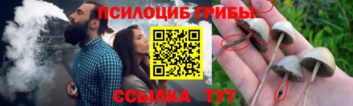 Балахна  Псилоцибиновые грибы Psilocybe  что такое наркотик  Вход с VPN 